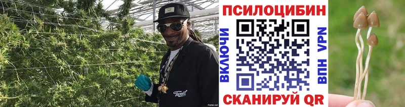 Галлюциногенные грибы GOLDEN TEACHER  Кологрив 